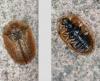 Hypocassida subferruginea
